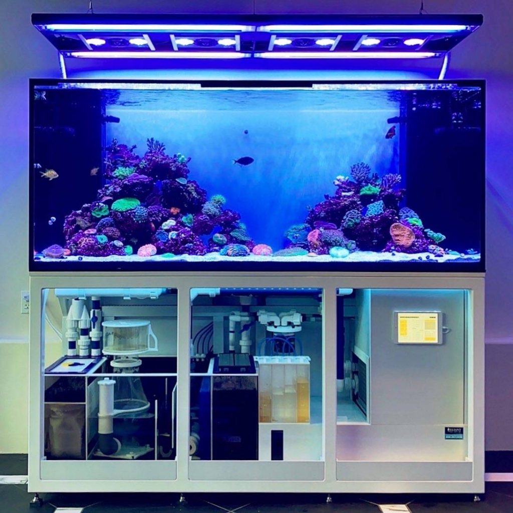 Custom aquarium designed and maintained by Reliant Aquarium Design in San Diego